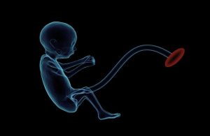 foetus grossesse