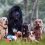 Top 10 des chiens recommandés pour une famille
