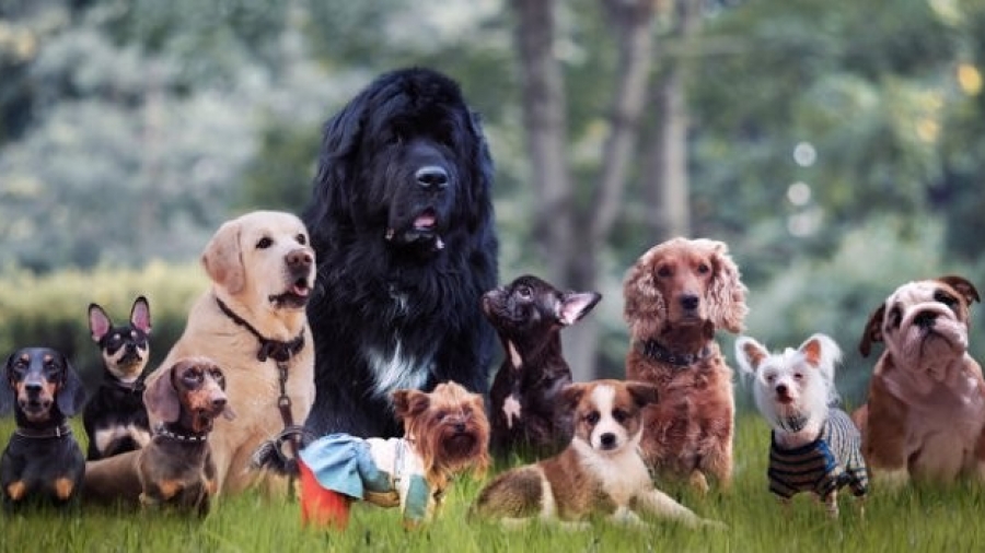 animaux-top-10-des-chiens